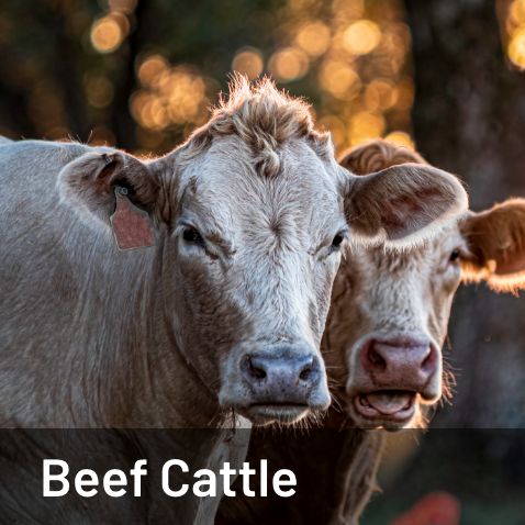 beef-cattle.jpg